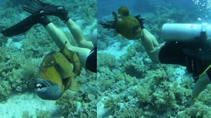 മനുഷ്യന്റേത് പോലുള്ള പല്ലുകൾ, ഡൈവിം​ഗിനിടെ യുവാവിന്റെ കാലിൽ 'കടിച്ച്' മത്സ്യം