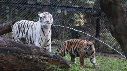 ಮೈಸೂರು ಮೃಗಾಲಯದಲ್ಲಿ 3 ಹುಲಿ ಮರಿಗಳ ದರ್ಶನಕ್ಕೆ ಚಾಲನೆ
