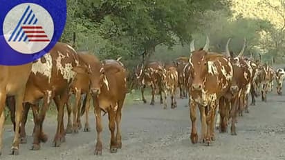 Chamarajanagara: ಅರಣ್ಯ ಇಲಾಖೆ ಫರ್ಮಾನು ನೋಡಿ ಕಂಗಾಲಾದ ಕಾಡಂಚಿನ ಜನ: ಜೀವನ ಮಾಡುವುದ್ಹೇಗೆ?