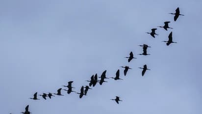 Mysuru : ನಿರುಪಯುಕ್ತ ಹೆಲ್ಮೆಟ್ಗಳ ಮೂಲಕ ಪಕ್ಷಿಗಳಿಗೆ ನೀರು!