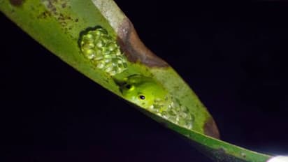 ഗ്ലാസ് പോലെ സുതാര്യമായ തവളകളെ കണ്ടിട്ടുണ്ടോ? രൂപമാറ്റത്തിന് കാരണം ഇത്