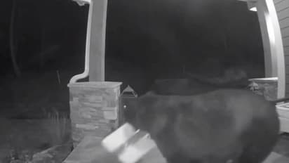 വീടിന്റെ മുറ്റത്ത് നിന്നും പലഹാരപ്പെട്ടി മോഷ്ടിച്ചുകൊണ്ട് പോകുന്ന കരടി, ദൃശ്യങ്ങൾ വൈറലാകുന്നു