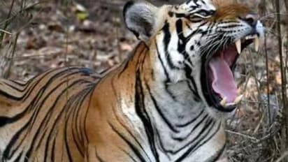 ಸ್ನೇಹಿತರ ಜೊತೆ ಕುಡಿಯುತ್ತ ಕುಳಿತಿದ್ದ ಕುಡುಕನ ಹೊತ್ತೊಯ್ದ ಹುಲಿ