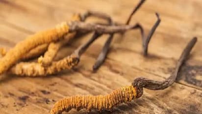 Cordecyps Fungus: ನೈಸರ್ಗಿಕ ವಯಾಗ್ರಾ ಕಳ್ಳತನಕ್ಕಾಗಿ ಅರುಣಾಚಲ ಗಡಿಗೆ ನುಗ್ಗಿದ್ದ ಚೀನಾ ಸೈನಿಕರು..!