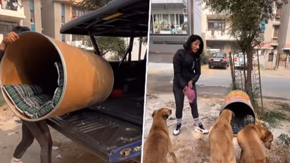 Unique shelter for stray dogs amid biting cold is winning hearts online