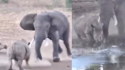 ಆನೆ ಹಾಗೂ ಘೆಂಡಾಮೃಗದ ಘೋರ ಕಾಳಗ : ವಿಡಿಯೋ ವೈರಲ್ 