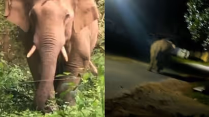 പാലക്കാട് ധോണിയിൽ വീണ്ടും പി ടി 7 ഇറങ്ങി, ഒപ്പം രണ്ട് ആനകൾ കൂടി, നാട്ടുകാർ ആശങ്കയിൽ