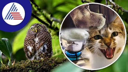 சகுனமே சரியில்லையே இந்த விலங்கையா பார்த்தீங்க? எச்சரிக்கையா இருங்க!