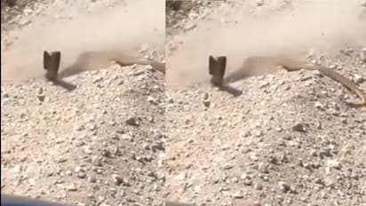 ಹಾವಿನ ಮೇಲೆ ಗುಂಡಿನ ದಾಳಿ... ಆಮೇಲೇನಾಯ್ತು ನೋಡಿ