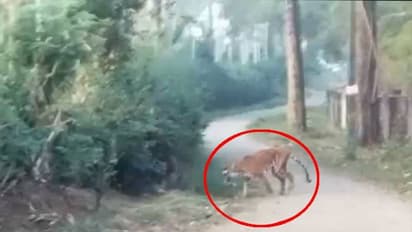 വയനാട് ജനവാസ കേന്ദ്രത്തിൽ കടുവ, പരിക്കെന്ന് സംശയം