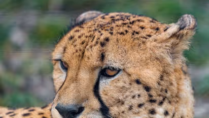 Sasha, a female cheetah brought from Namibia, dies due to kidney failure in Madhya Pradesh
