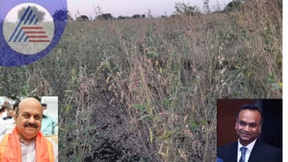 Kalaburagi: ನೆಟೆರೋಗದಿಂದ ತೊಗರಿ ಬೆಳೆ ಹಾನಿ: 500 ಕೋಟಿ ರೂ. ಪ್ಯಾಕೇಜ್ ಘೋಷಣೆಗೆ ಪ್ರಿಯಾಂಕ್ ಖರ್ಗೆ ಆಗ್ರಹ