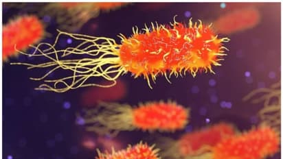 മസ്തിഷ്കം ഭക്ഷിക്കുന്ന അമീബ ; ദക്ഷിണ കൊറിയയില് ആദ്യ മരണം റിപ്പോര്ട്ട് ചെയ്തു