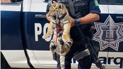 വാഹനപരിശോധനക്കിടെ കാര് തുറന്നപ്പോള് പെട്ടികള്ക്കിടയില് ഒരു കടുവക്കുട്ടി!