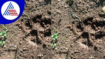 Shivamogga News: ವಾರ​ದಿಂದ ಚಿರತೆ ಸಂಚಾ​ರ: ಆತಂಕದಲ್ಲಿ ಗ್ರಾಮಸ್ಥರು