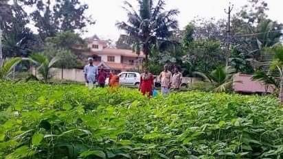 200 കർഷകരും 40 ഏക്കർ സ്ഥലവും; പയറുൽപ്പന്നങ്ങളിലൂടെ വിപണിയിൽ നേട്ടമുണ്ടാക്കാൻ വള്ളികുന്നം പഞ്ചായത്ത്