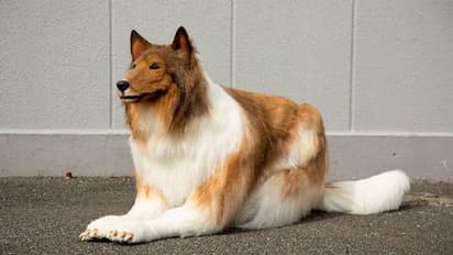 മൃഗമായി ജീവിക്കാൻ ഇഷ്ടം, യുവാവ് കോസ്റ്റ്യൂമിന് മുടക്കിയത് 12 ലക്ഷം, ഒടുവിൽ...