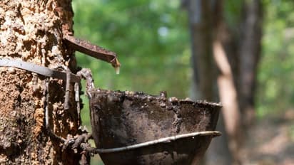 റബ്ബറിന് 300 രൂപ താങ്ങുവില: കേരളത്തിലെ കർഷകർക്ക് നിരാശ, വില വർധന പരിഗണനയിൽ ഇല്ലെന്ന് കേന്ദ്രം