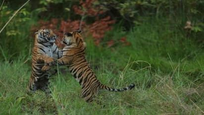 കടുവ സങ്കേതങ്ങളിലെ സഫാരി: പരിസ്ഥിതി മന്ത്രാലയത്തിന് സുപ്രീം കോടതി നോട്ടീസ്, സഫാരികൾക്ക് പൂട്ടു വീഴുമോ?