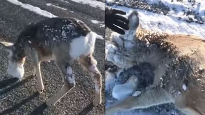 കട്ടി മഞ്ഞില് കണ്ണുകളും മുഖവും മൂടിപ്പോയ മാന്, അതിനെ രക്ഷിക്കുന്ന യുവാക്കള്, ഇതാണ് മനുഷ്യത്വം!