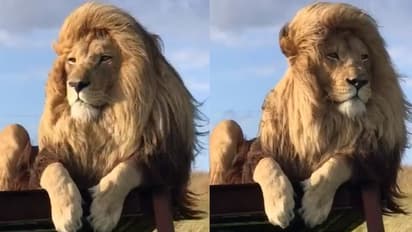 ಕೂದಲಿಲ್ಲದವರ ಹೊಟ್ಟೆ ಉರಿಸುತ್ತಿರುವ ಸಿಲ್ಕಿ ಹೇರ್ ಸಿಂಹ: ವಿಡಿಯೋ ಸಖತ್ ವೈರಲ್ 