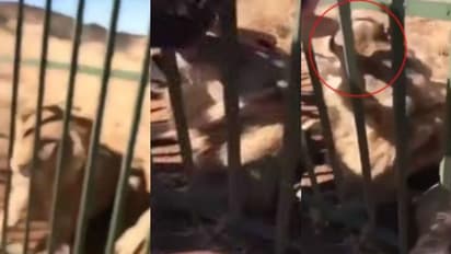 കൂട്ടിൽ കിടന്ന സിംഹത്തെ തലോടാൻ ശ്രമം; പിന്നീട് സംഭവിച്ചത്...