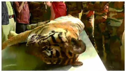 വാകേരിയില്‍ ഇറങ്ങിയ കടുവ ചത്തനിലയില്‍, ജഡം പരിശോധന കേന്ദ്രത്തിലേക്ക് മാറ്റി