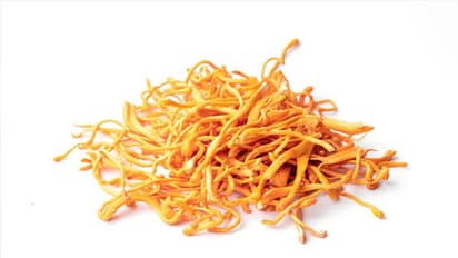 भारत का कीड़ा जड़ी चुराना चाहता है चीन, जानें  Himalayan Gold की खासियत जिसकी कीमत लाखों में है