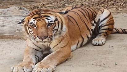 Kishan, a 17-year-old cancer-stricken Tiger, dies in Lucknow Zoo