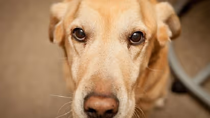 സേനയുടെ സ്നിഫര്‍ നായ ഗര്‍ഭിണിയായി; സംഭവത്തില്‍ അന്വേഷണം