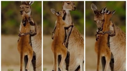 'കൺമണി, പൊൻമണിയേ...' കുഞ്ഞു കംഗാരുവിനെ കെട്ടിപ്പിടിച്ച്, ഉമ്മ വെക്കുന്ന അമ്മകംഗാരു : വീഡിയോ കാണാം