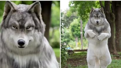 ತೋಳ ಆಗೋದೇ ಈತನ ಬಾಲ್ಯದ ಕನಸು: 20 ಲಕ್ಷ ರೂ. ಖರ್ಚು ಮಾಡಿ ಹೇಗೆ ಕಾಣ್ತಾನೆ ನೋಡಿ..!