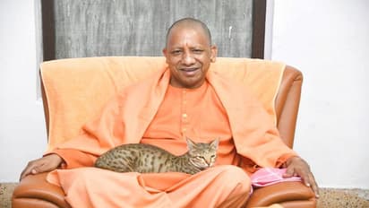 सोशल मीडिया पर धमाल मचाए है सीएम योगी की गोद में बैठी बिल्ली की फोटो, लोग जमकर कर रहे तारीफ