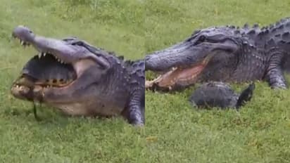 OMG : मगरमच्छ के जबड़ों में जाकर बाल-बाल बच गया कछुआ, Video कर देगा हैरान