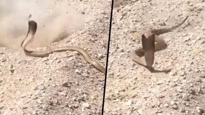 Watch: Angry cobra charges at man after he tries to shoot it; spine-chilling video goes viral