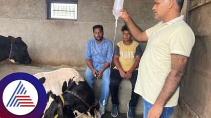 Chikkamagaluru: ಚರ್ಮಗಂಟು ರೋಗ ಉಲ್ಬಣ, 480 ಜಾನುವಾರುಗಳು ಬಲಿ