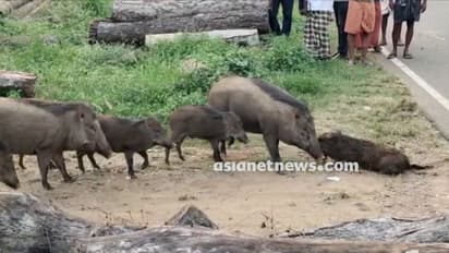 കാറിടിച്ച് കാട്ടുപന്നിക്ക് പരിക്കേറ്റു, റോഡരികിലേക്ക് മാറ്റി പന്നിക്കൂട്ടം, ചുറ്റും തമ്പടിച്ചു; കൗതുക കാഴ്ച