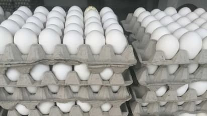 நாமக்கல்லில் புதிய வரலாற்று உச்சம் படைத்த முட்டை விலை