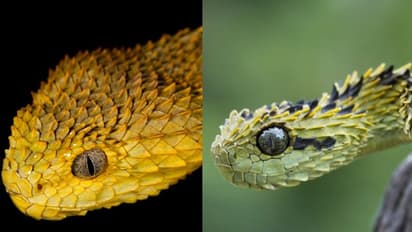 ഈ പാമ്പുകള് കടിച്ചാല് മറുമരുന്നില്ല, രക്ഷപ്പെടാന് സാധ്യത കുറവ്!