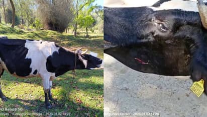 നൂല്‍പ്പുഴ വള്ളുവാടിയില്‍ കടുവയിറങ്ങി, ഗര്‍ഭിണിയായ പശുവിനെ ആക്രമിച്ചു; ഭീതിയില്‍ ജനം