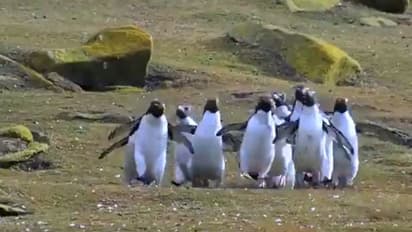 ചിത്രശലഭത്തെ പിന്തുടരുന്ന പെൻഗ്വിനുകൾ; മനോഹരം ഈ വീഡിയോ