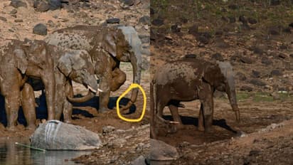 പെരിങ്ങൽക്കുത്തിൽ തുമ്പിക്കൈയിൽ കമ്പിവള കുടുങ്ങിയ നിലയിൽ കാട്ടാന -വീഡിയോ