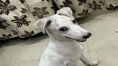 खो गया मैम का 'मोमो' प्रयागराज में कई जगह पर लगे पोस्टर, सोशल मीडिया पर भी चलाया जा रहा अभियान