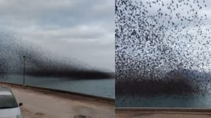 വിസ്മയിപ്പിക്കുന്ന ആകാശക്കാഴ്ചയൊരുക്കി പക്ഷിക്കൂട്ടം; വീഡിയോ വൈറല്