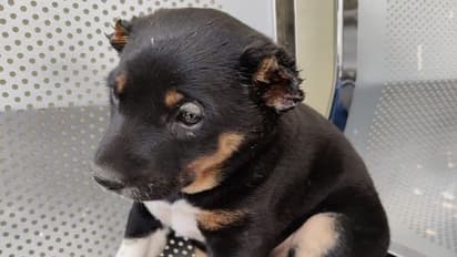 सिरफिरे ने कैंची से काट दिया कुत्ते के बच्चे का कान, दर्ज हुआ केस, गृह मंत्री बोले- अब करो इसकी देखभाल 