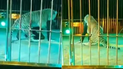 ಸರ್ಕಸ್ ತರಬೇತುದಾರನ ಮೇಲೆ ಹುಲಿಯ ದಾಳಿ; ಕುತ್ತಿಗೆ ಕಚ್ಚಿದ ವ್ಯಾಘ್ರ: ವಿಡಿಯೋದಲ್ಲಿ ಸೆರೆ..! 