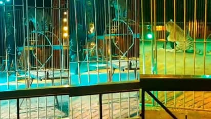 பயிற்சியாளரை தாக்கிய புலி… சர்க்கஸ் நிகழ்ச்சியின் போது நிகழ்ந்த அதிர்ச்சி சம்பவம்!!