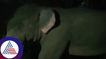 ಚಿಕ್ಕಮಗಳೂರು: ಮಲೆನಾಡಲ್ಲಿ ಮನೆ ಸಮೀಪವೇ ಬರುತ್ತಿರುವ ಕಾಡಾನೆಗಳು, ಆತಂಕದಲ್ಲಿ ಜನತೆ..!