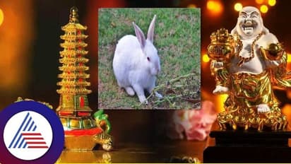 ಇದು ಮೊಲದ ವರ್ಷ! ಚೈನೀಸ್ ಜ್ಯೋತಿಷ್ಯದ ಪ್ರಕಾರ ನಿಮ್ಮ ವರ್ಷ, ಭವಿಷ್ಯ ಇಲ್ಲಿದೆ ನೋಡಿ!