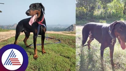 Ramanagara: ಅಪರಾಧ ಪತ್ತೆ ನಿಷ್ಣಾತ ರಾಮ್ ಶ್ವಾನ ಇನ್ನಿಲ್ಲ: ಪೊಲೀಸ್ ಘಟಕದಲ್ಲಿ ನೀರವ ಮೌನ